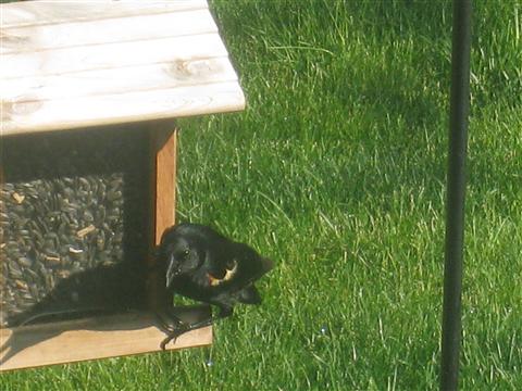  Red-WInged Blackbird 